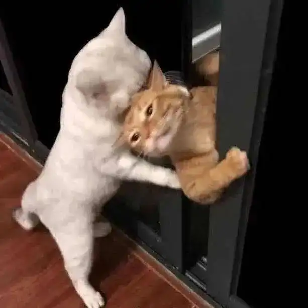 正式宣布,我的丧偶式育儿实验彻底失败了