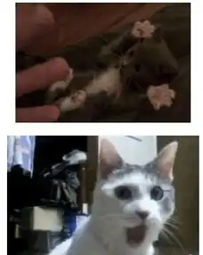 惊呆了盘点动物们惊诧时的可爱表情科技频道