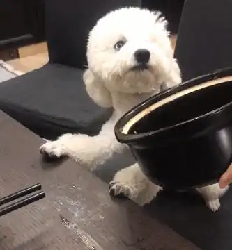 一盆排骨被吃到见底,主人拿锅质问狗,狗子一看更嚣张