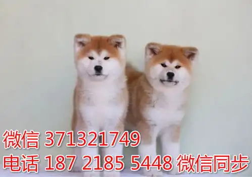 重庆特价秋田犬出售纯种幼犬大型犬哈士奇雪橇犬