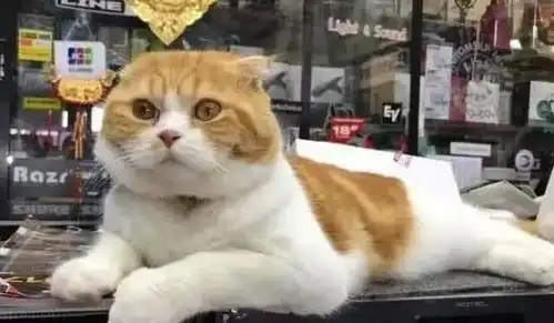 橘猫向小白猫示好,无意间闻到白猫的屁股,下一秒橘猫的表情亮了