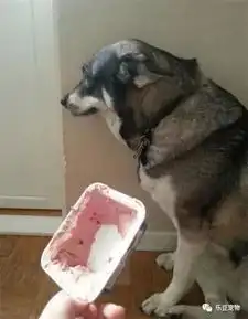 我算是总结出来了,判断狗狗有没有犯错,看着它耳朵准灵