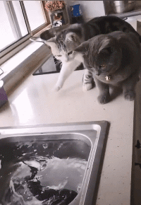 搞笑gif妹子,你还对马桶下了手