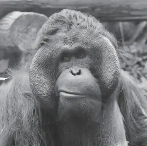 那只会画画的猩猩走了,但它的画作出版了