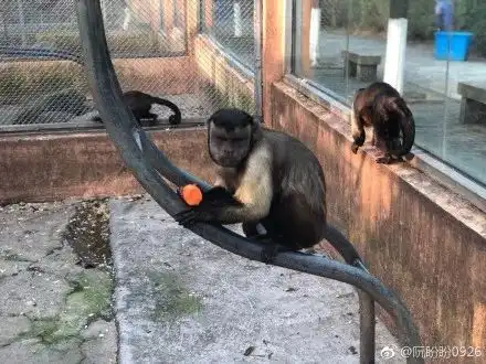 动物园猴子长了张人脸,自带表情包网友工作人员顶替的