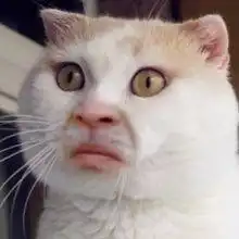 搞笑的表情视频猫咪