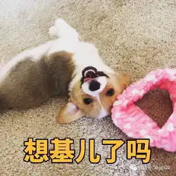 基基复唧唧,柯基战斗机,大屁股柯基表情包来袭
