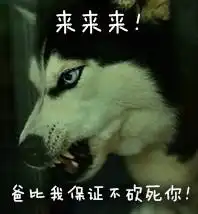 健忘图片表情包搞笑哈士