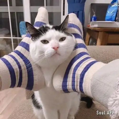 大家有没有一只心心念念希望知道的小猫的名字