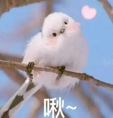 2018开封菊展抢先看诗词菊花武侠菊展夜场菊色来评评谁家创意最赛高