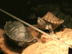 图文笑话老舅,你都快三十的人了,怎么还玩暗恋