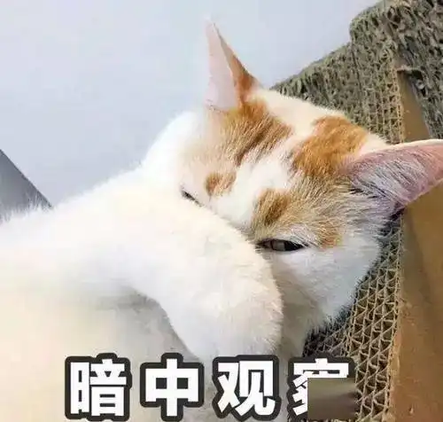 撸袖子打人表情包猫咪