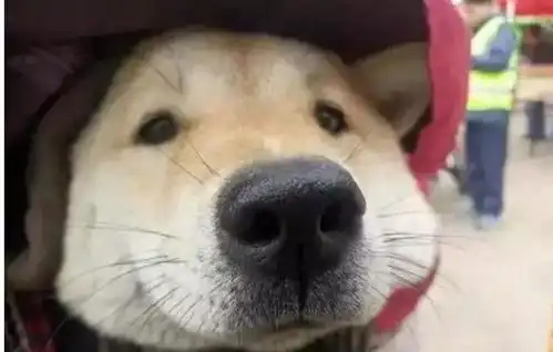 狗狗被放在摩托车后备箱,同主人一起回家过年,脸上的表情亮了