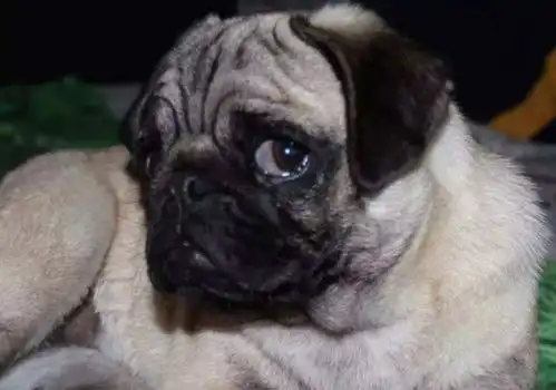 燃烧狗的卡路里红狗杯全球首届彩跑带你high个go