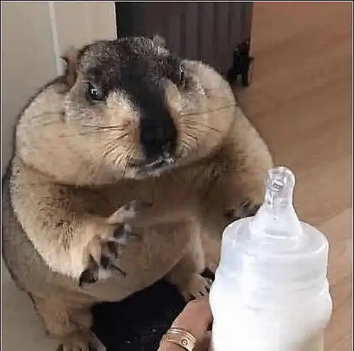 土拨鼠正在喝奶牛,男主将它的奶瓶抢走,女友大呼不好,要叫了