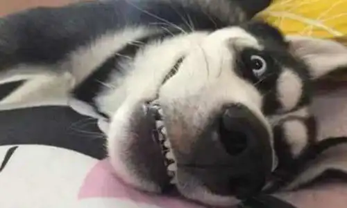 主人好奇跟随二哈进了卫生间,被气笑了