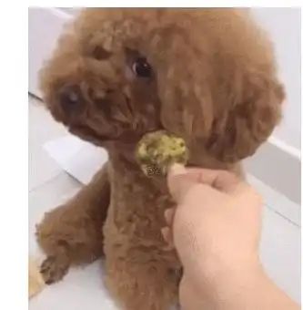 泰迪护食不让主人碰,尝了一口小表情逗笑主人,有那么难吃吗