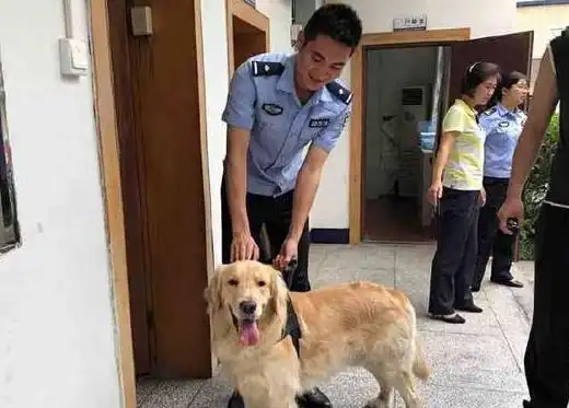 小金毛跑进警局偷吃鸡腿,被逮个正着,小表情亮了,笑哭主人