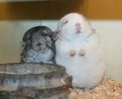 一般货色表情包龙猫