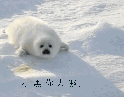 求这个海豹表情的裸图,就是没有字的没有gif动图有视频也可以