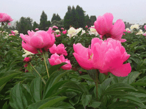 搞笑晚安表情动态图片群