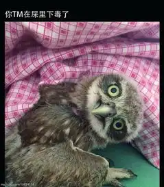 刚下班捡到一只鸟,自带你tm在逗我表情包