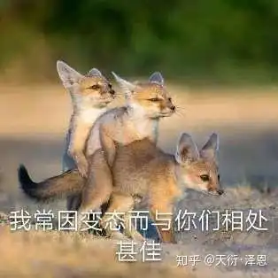 搞笑动物表情包动图快递