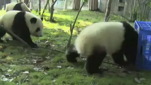 树枝被拉断,结果熊猫被摔进了筐子里面熊猫恼羞成怒的表情太有趣