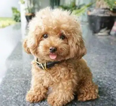 泰迪狗狗太逗了,小编乐了无数次,各种造型啊,狗狗你的心理阴影