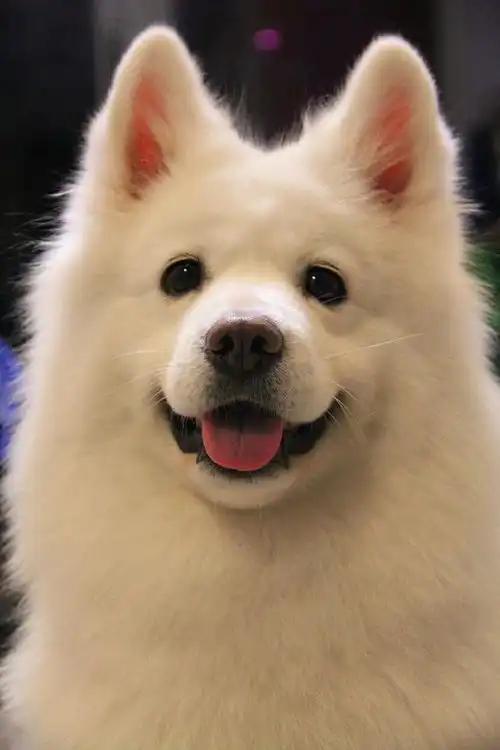 狗界颜值担当,明明可以靠颜值吃饭,却偏偏要用笑容萌化人心