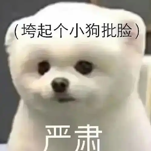 网红小胖妞表情包狗狗