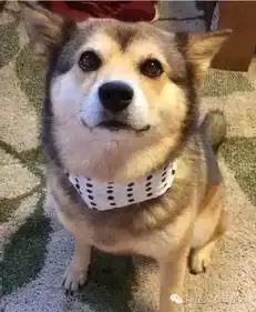 哈士奇柴犬搞笑表情包喷