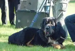 看哭了有一种忠诚叫,狗搜狐宠物搜狐网