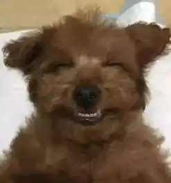 恶搞兔子表情包泰迪