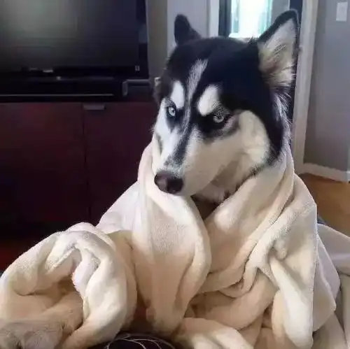 养了哈士奇,你就拥有了一个强大的表情包