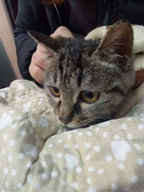 被猫咬生气以后我也咬了猫