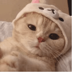 猫猫可爱表情包gif