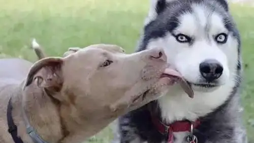 当二哈撞见大哥比特犬时...终于明白天外有天,狗外有狗