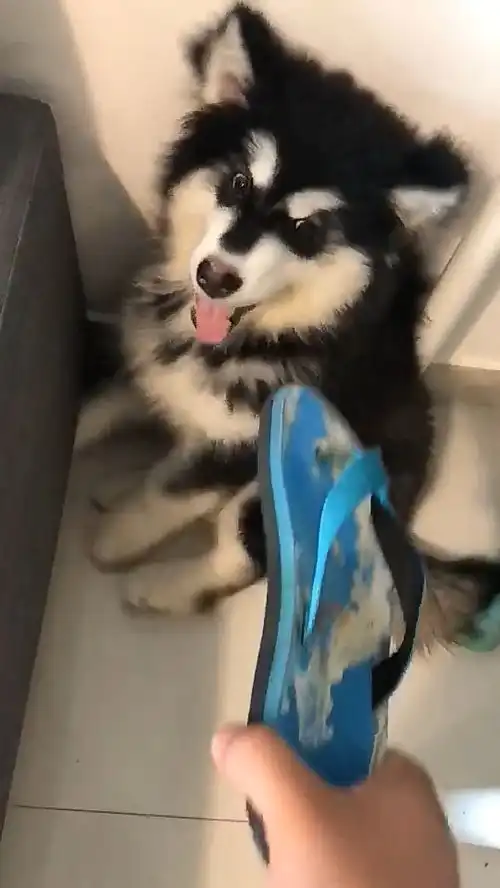 主人回到家打开门,就拿起拖鞋朝二哈走去,看到狗狗表情我哭了