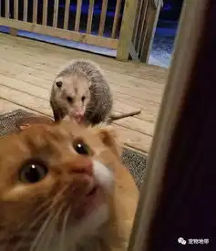 猫咪被负鼠抢食物它选择了这样做...表情惊呆了......