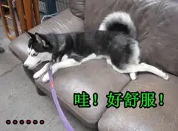 盘点坚挺先生的呆萌哈士奇angle微博走红的那些段子2