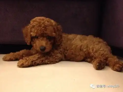 再萌也有崩坏的时候这只泰迪像一坨肉松,超搞笑可爱