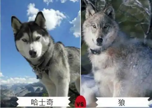 长得比较像狼的犬,哈士奇是上帝在创造狼的时候打的草稿