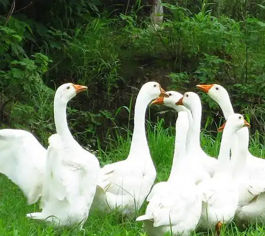 鹅蛋为啥少有人吃也很少有鹅蛋卖我也是刚知道,真的涨知识了