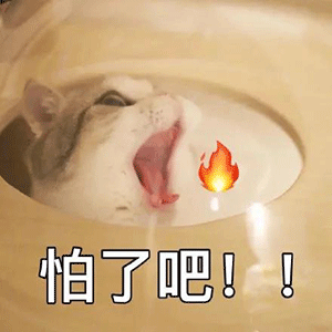 表情包粉色小熊熊