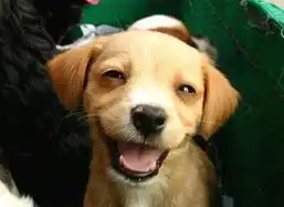 车队上街寻爱犬