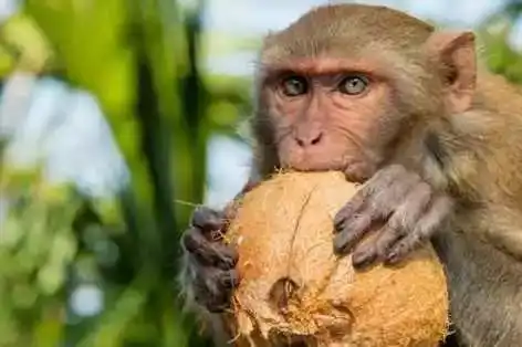 世界首例换头术实验成功大概也就是个噱头