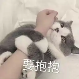 被子图片表情包可爱猫咪