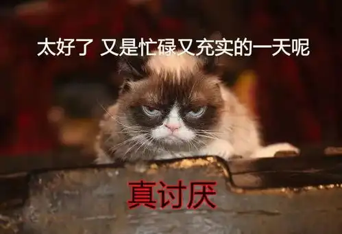 表情网红臭脸猫去世,从此天堂多了表情包表情