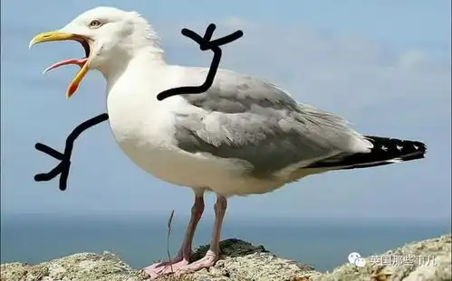 蛇精病网友给小鸟加上了小手,这迷之笑点,get到一堆表情包啊